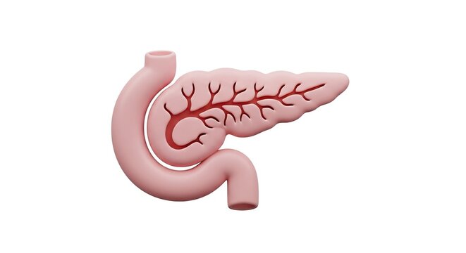 3d Medical Illustration of Pink Pancreas with Blood Vessels on White Background