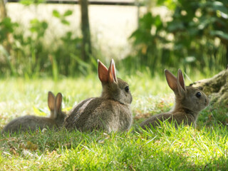 Nature Photography: Three Baby Rabbits in Green Grass

