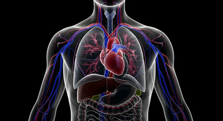 Detailed 3D Model of Human Circulatory and Respiratory Systems