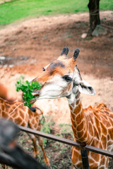 giraffe eating grass