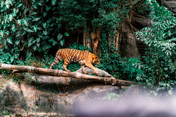 tiger in the wild