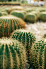 cactus in the garden