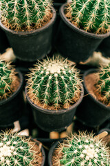 cactus in a pot