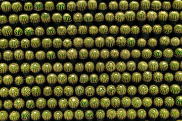 Cactus , green and yellow background