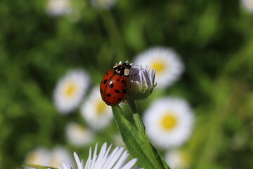 ladybug on daisy