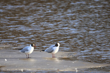 Seagulls are sitting on an ice floe, spring ice in the river and migratory birds have returned