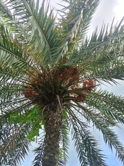 A palm tree with a large trunk and many leaves