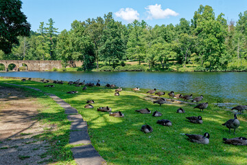 Canadian geese at the lake in the park