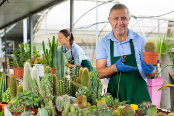 Cheerful male gardener taking care about potted cacti in glasshouse