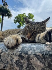Obraz premium cat in the garden