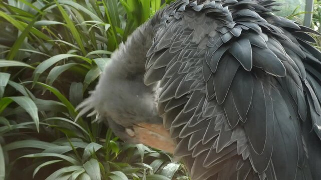 4k real footage of Shoebill bird preening its feathers in detail