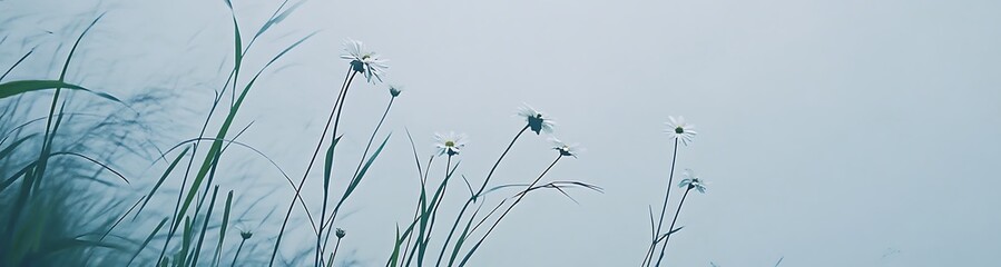 Serene Daisies and Grass Blades Against a Pale Blue Sky Backdrop
