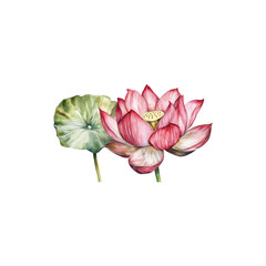 Delicate pink lotus flower in full bloom with vibrant green leaves isolated on white background