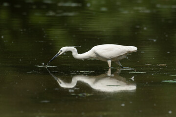 Little white heron in its natural environment