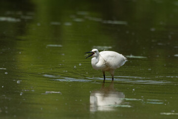 Little white heron in its natural environment
