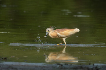 A little yellow heron in its natural environment