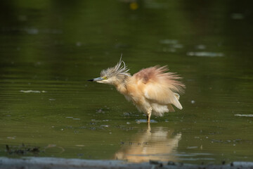 A little yellow heron in its natural environment