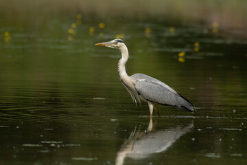 A beautiful gray heron in its natural environment