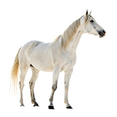 Obraz premium Standing Horse Image with Transparent Background Free