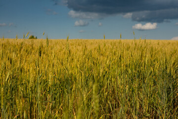 Beautiful natural landscape in the north of the Republic of Moldova with the Prut River and steep cliffs.