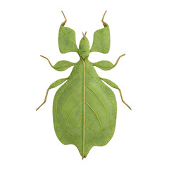 Leaf-mimicking Insect Close-up