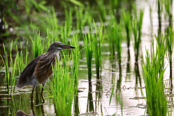 Heron in a rice field, wild bird nature close-up