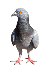 Pigeon isolated on white background,