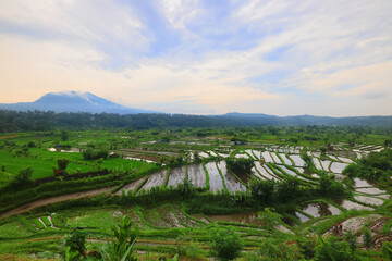 Bali rice fields, landscape agriculture indonesia