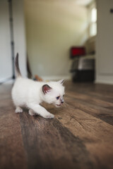 Grey Point Siamese Kitten at one month old
