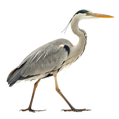 Obraz premium Elegant Heron Bird Transparent Background for Creatives