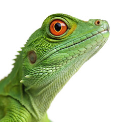 Obraz premium Close-up of a green iguana with vibrant orange eyes. The reptile displays detailed scales and a prominent jaw, set against a black background.