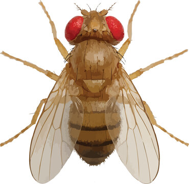 fruit fly