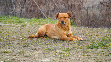 A happy yellow stray dog ​​lies calmly on the grass.
