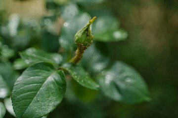 Pests on roses. The rosebud is strewn with aphids.