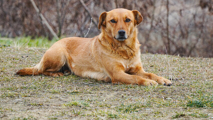 A happy yellow stray dog ​​lies calmly on the grass.
