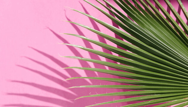 A close-up of green palm leaves casting sharp shadows on a bright pink background. The image captures the contrast between the vivid colors and the organic and geometric shapes. Summer concept banner.