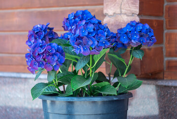 Flowering vibrant blue hydrangea flourishes in pot in background wooden panels. Building wall with flowers for exterior styling. Design village terrace showcasing rustic charm and outdoor decor appeal