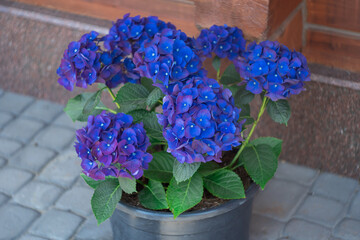 Flowering vibrant blue hydrangea flourishes in pot in background wooden panels. Building wall with flowers for exterior styling. Design village terrace showcasing rustic charm and outdoor decor appeal