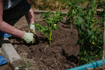 Planting tomato seedlings in the country.
