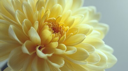 Close-up of a Vibrant Yellow Chrysanthemum with Detailed Petals