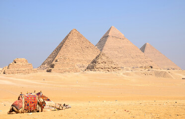 A tired camel rests in the sand, gazing into the distance with the pyramids of Giza standing...