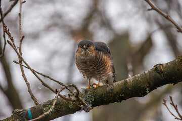 Sparrowhawk (Accipiter nisus) on branch with prey in winter forest