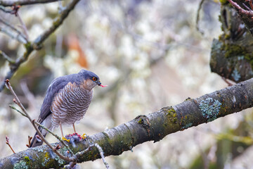 Sparrowhawk with prey on a branch in winter – bird of prey in the wild