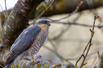 Sparrowhawk with prey – portrait of a bird of prey in nature