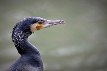 Cormorant