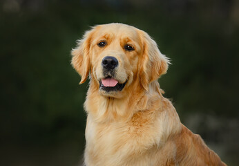 close-up portrait of a dog golden retriever labrador 1 year old on a walk