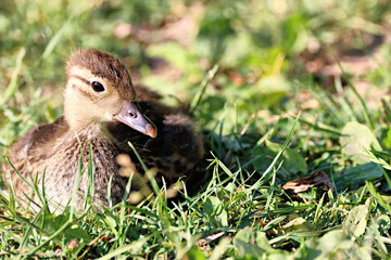 Duckling