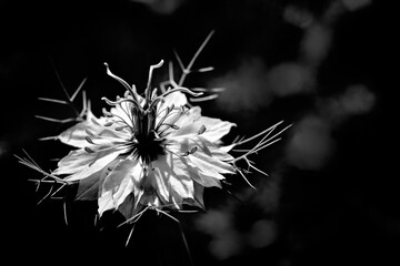 Light