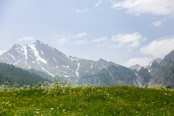Fototapeta premium A landscape of the mountains of Alps on a sunny day with clouds in the sky and a field full of flowers