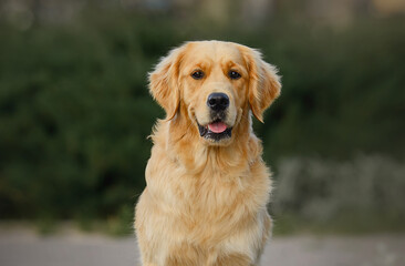 close-up portrait of a dog golden retriever labrador 1 year old on a walk